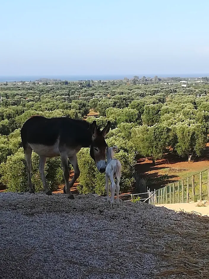 Agriturismo Masseria Le Terrazze di Serranova, Wellness SPA tra Ostuni, Brindisi, Torre Guaceto, Salento