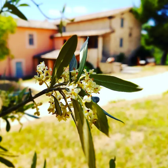 Agriturismo Tenuta San Felice