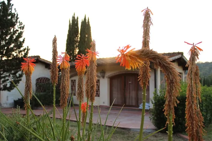 Villa il Cedro